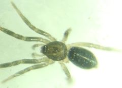Gnaphosidae