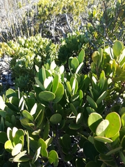 Pterocelastrus tricuspidatus