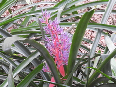 Portea petropolitana