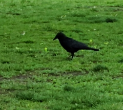 Corvus brachyrhynchos