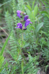 Dracocephalum austriacum
