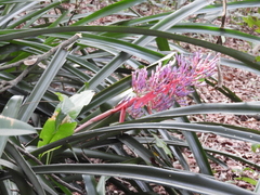 Portea petropolitana