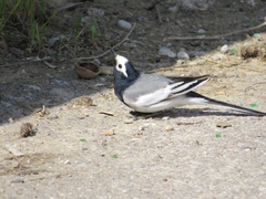 Motacilla alba personata