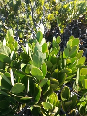 Pterocelastrus tricuspidatus