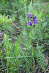 Dracocephalum austriacum