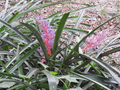 Portea petropolitana
