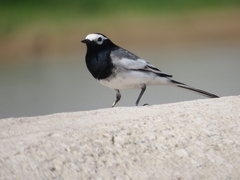 Motacilla alba personata