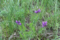 Dracocephalum austriacum