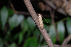 Stereodytis brevignatha