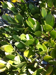 Pterocelastrus tricuspidatus