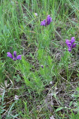 Dracocephalum austriacum