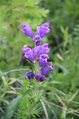 Dracocephalum austriacum