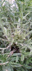 Cirsium acaule
