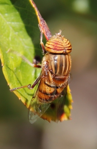 Eristalinus barclayi photo 6