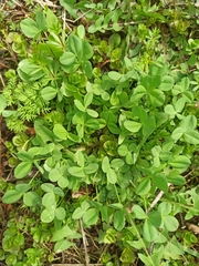 Trifolium hybridum