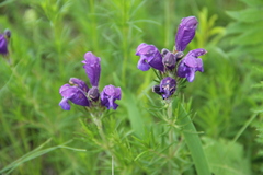 Dracocephalum austriacum
