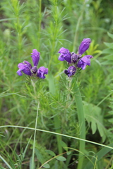 Dracocephalum austriacum