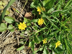 Lapsanastrum apogonoides