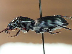 Pterostichus rostratus