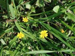 Lapsanastrum apogonoides