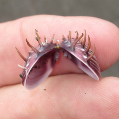 Hysteroconcha lupanaria