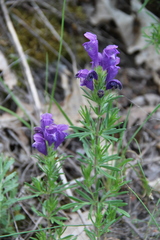 Dracocephalum austriacum