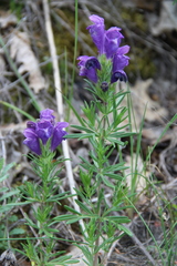 Dracocephalum austriacum