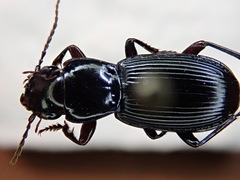 Pterostichus rostratus