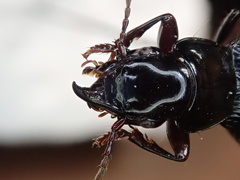 Pterostichus rostratus
