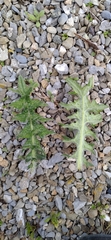 Cirsium acaule
