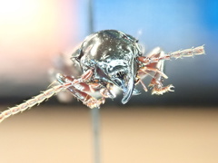 Pterostichus rostratus