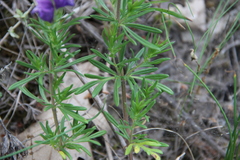 Dracocephalum austriacum