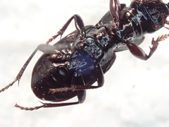 Pterostichus rostratus