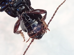 Pterostichus rostratus