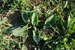 Salvia verticillata