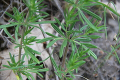 Dracocephalum austriacum