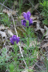 Dracocephalum austriacum