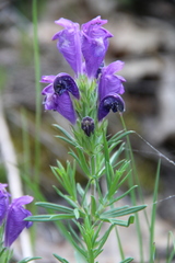 Dracocephalum austriacum
