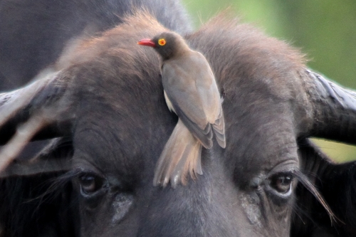 Red-billed Oxpecker