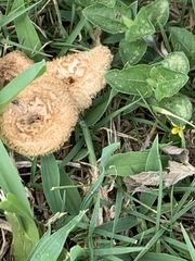 Lentinus