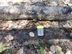 Pterostichus rostratus