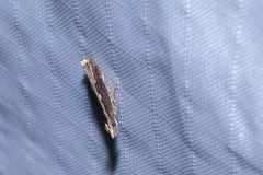 Hypatima spathota