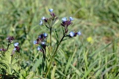 Anchusa thessala