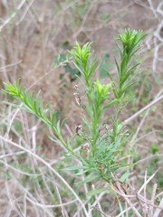 Baccharis texana