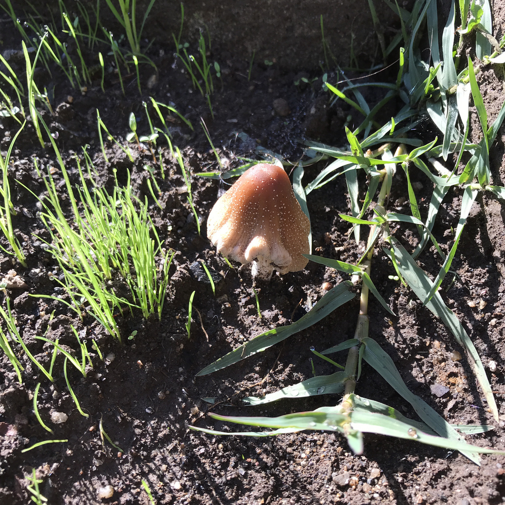 Coprinellus domesticus · May 2021 · photo: © cristianriquelme (iNaturalist, cc-by)