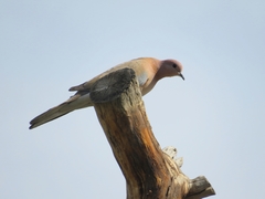 Streptopelia senegalensis