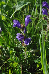 Dracocephalum austriacum