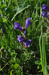 Dracocephalum austriacum