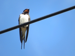 Hirundo rustica