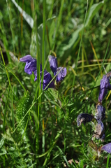 Dracocephalum austriacum